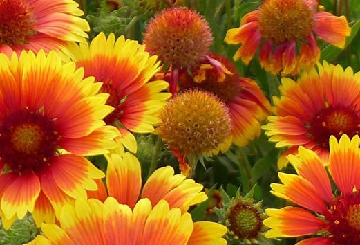 黑红梅方王游戏论坛(玩单挑黑红梅方王技巧) 黑红梅方王游戏论坛(玩单挑黑红梅方王技巧)